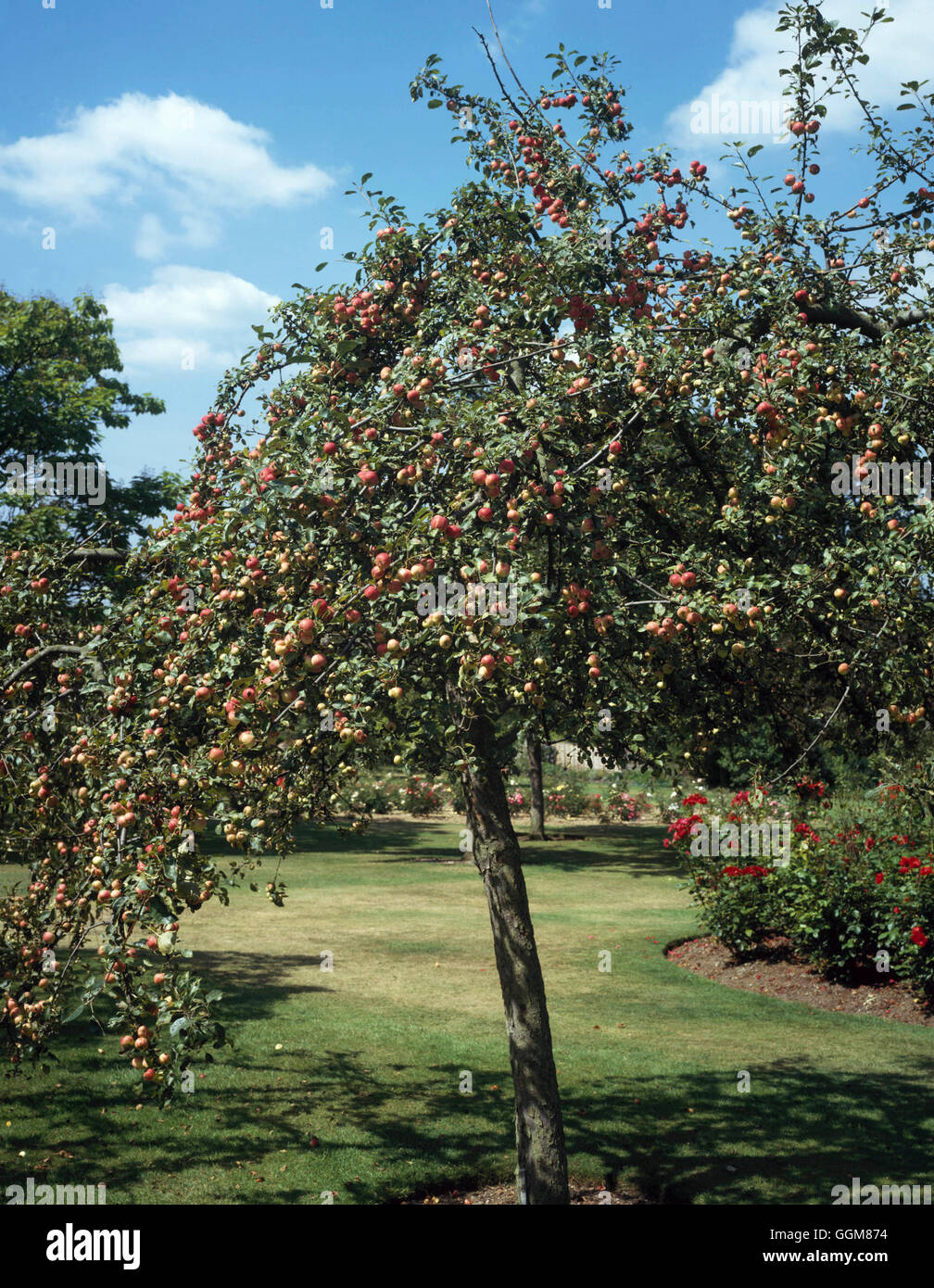 Malus X gloriosa-"Oekonomierat Echtermeyer" TRS080716 Stockfoto