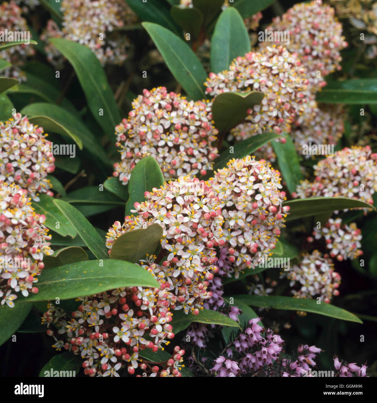 Skimmia Japonica - TRS088258 "Röteln" (männlich) Stockfoto