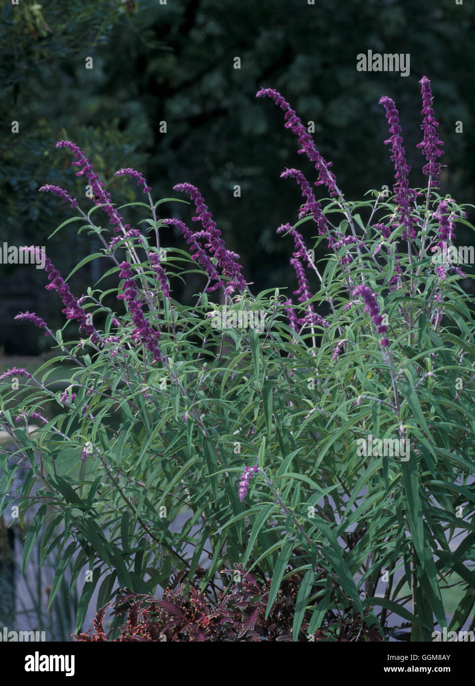 Salvia Leucantha "Purple Velvet" Datum: 7.07.08 TRS091920 Stockfoto