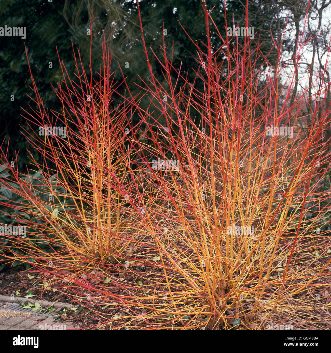 Cornus sanguineaund - 'Midwinter Fire' TRS092614 Stockfoto