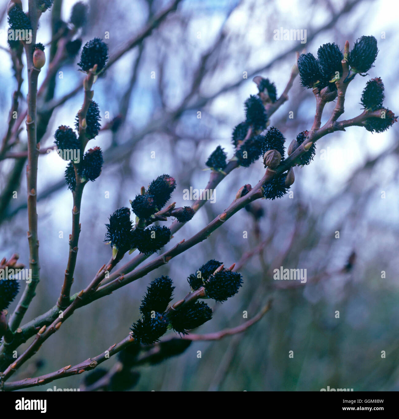 Salix Gracilistyla - "Melanostachys" AGM - (männlich) (HDRA - Bio) TRS093260 Fotos Horticultu Stockfoto