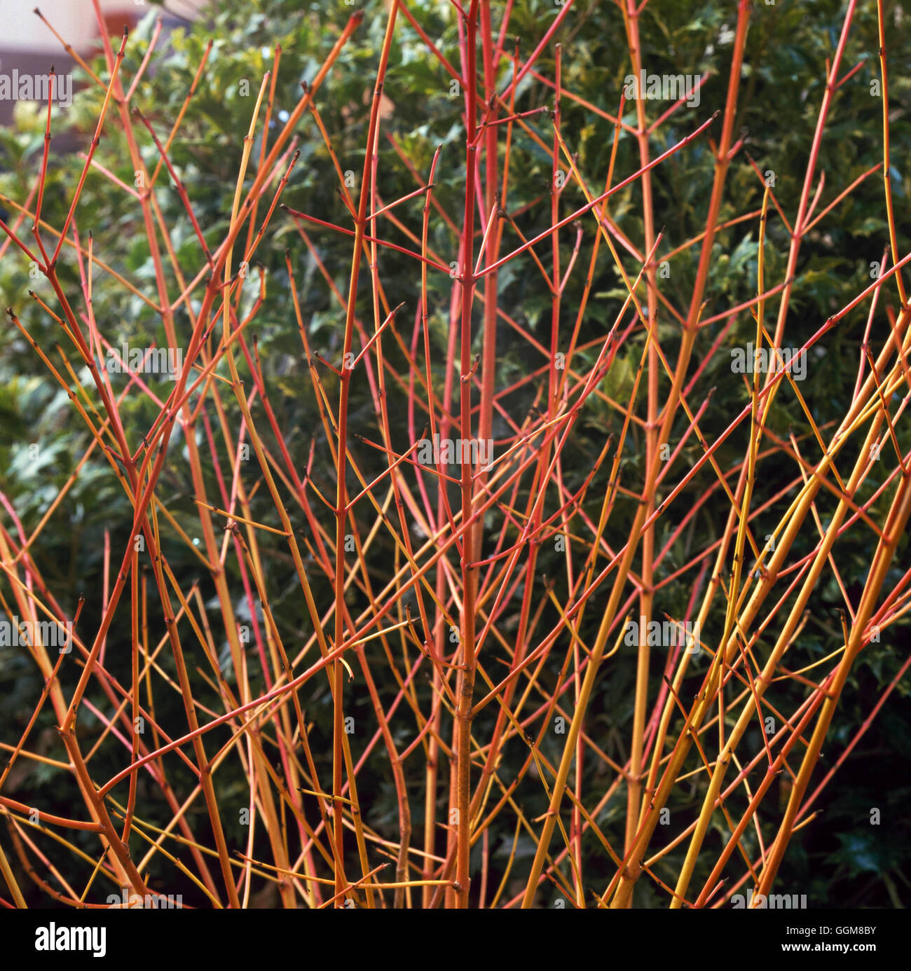 Cornus sanguineaund - 'Midwinter Fire' TRS093399 Stockfoto