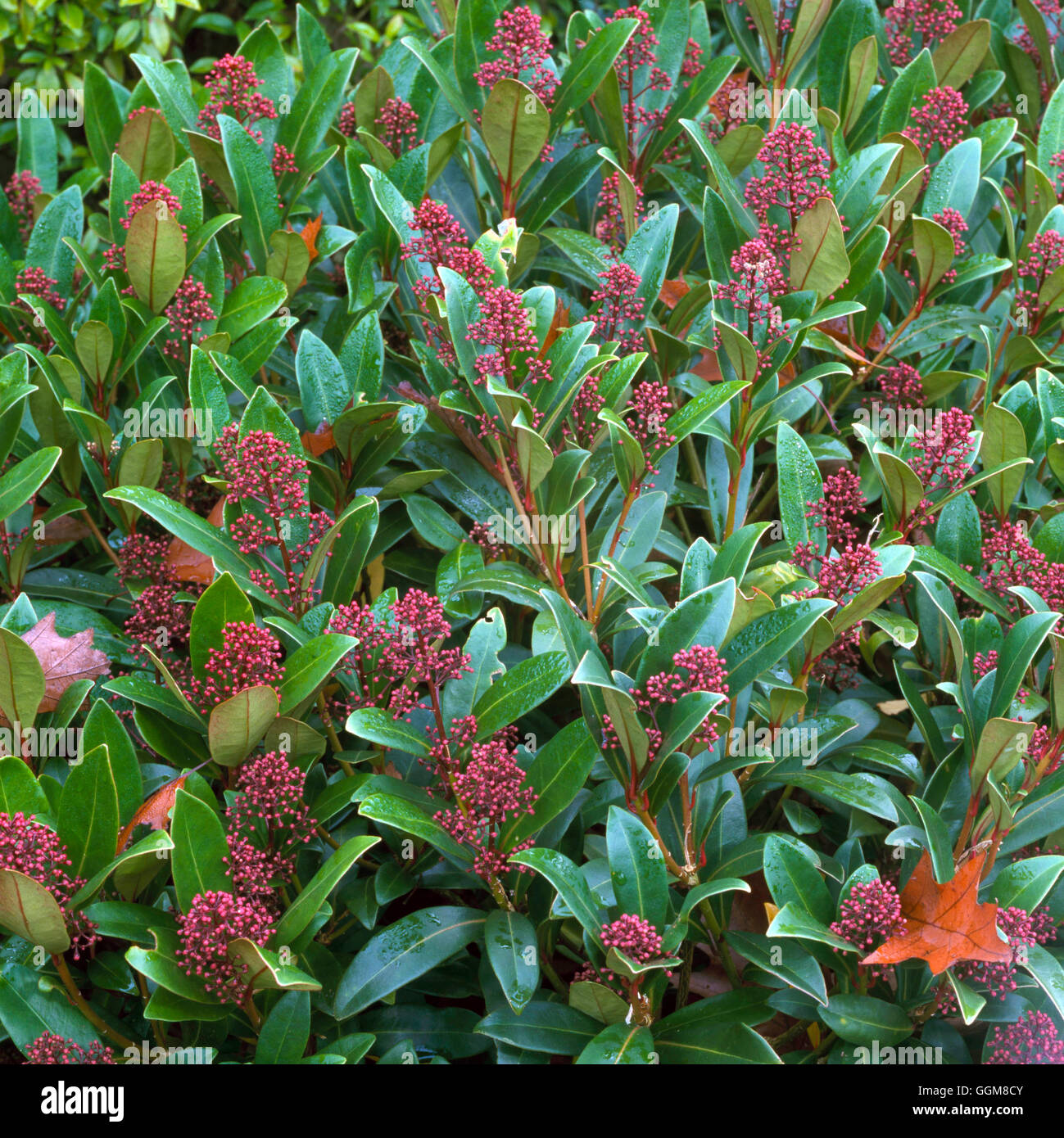 Skimmia Japonica - 'Rubella' zeigt Blumen im Herbst TRS097685 Stockfoto