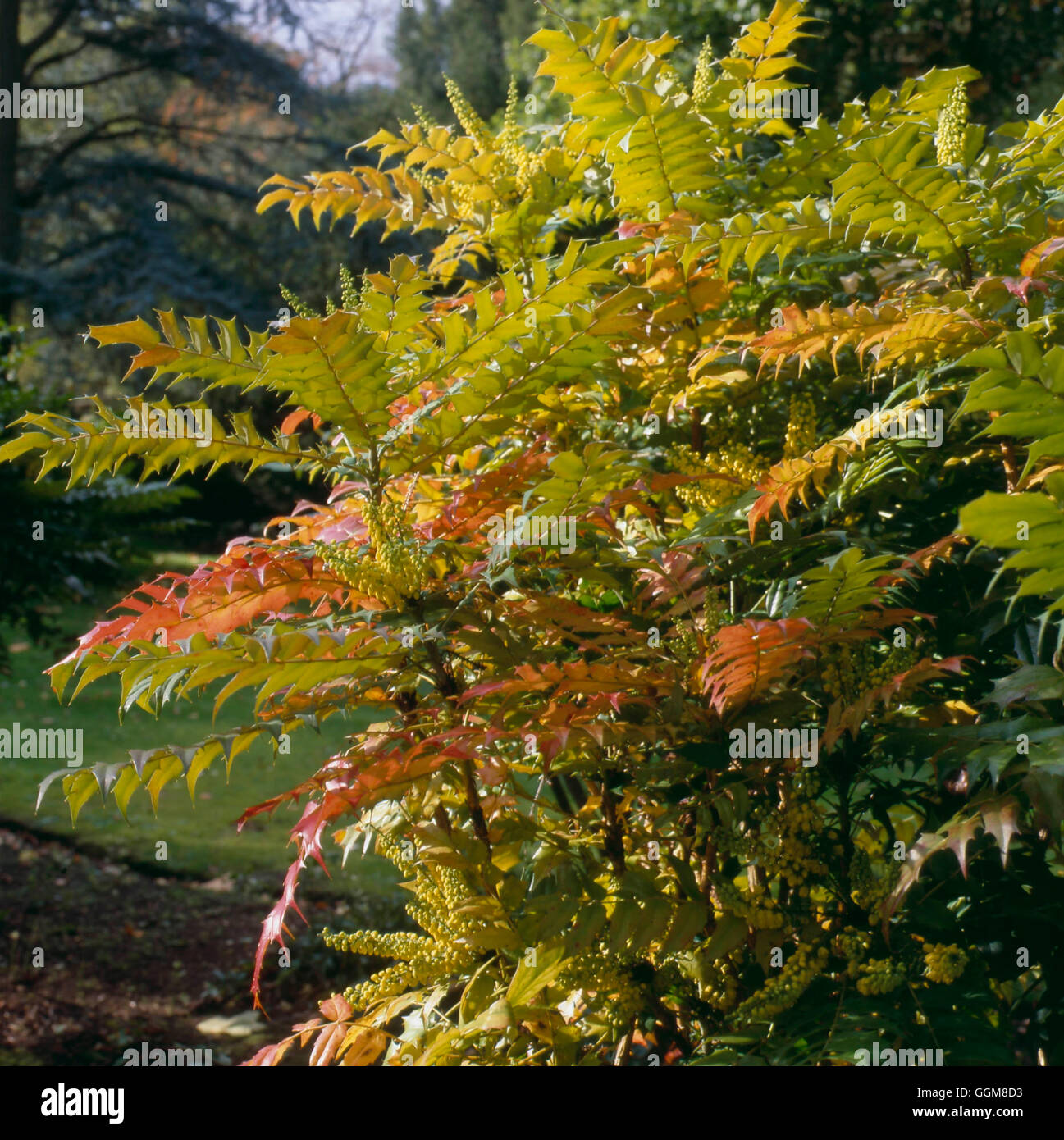 Mahonia x Media - 'Winter Sun' AGM TRS097776 Stockfoto