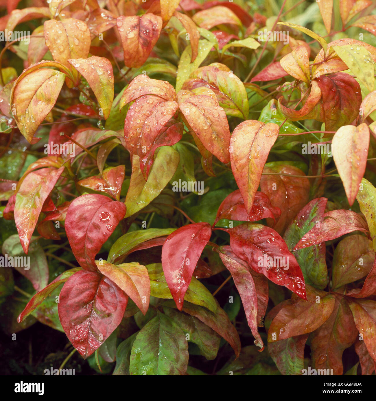 Nandina Domestica - "Fire Power" TRS097947 Stockfoto