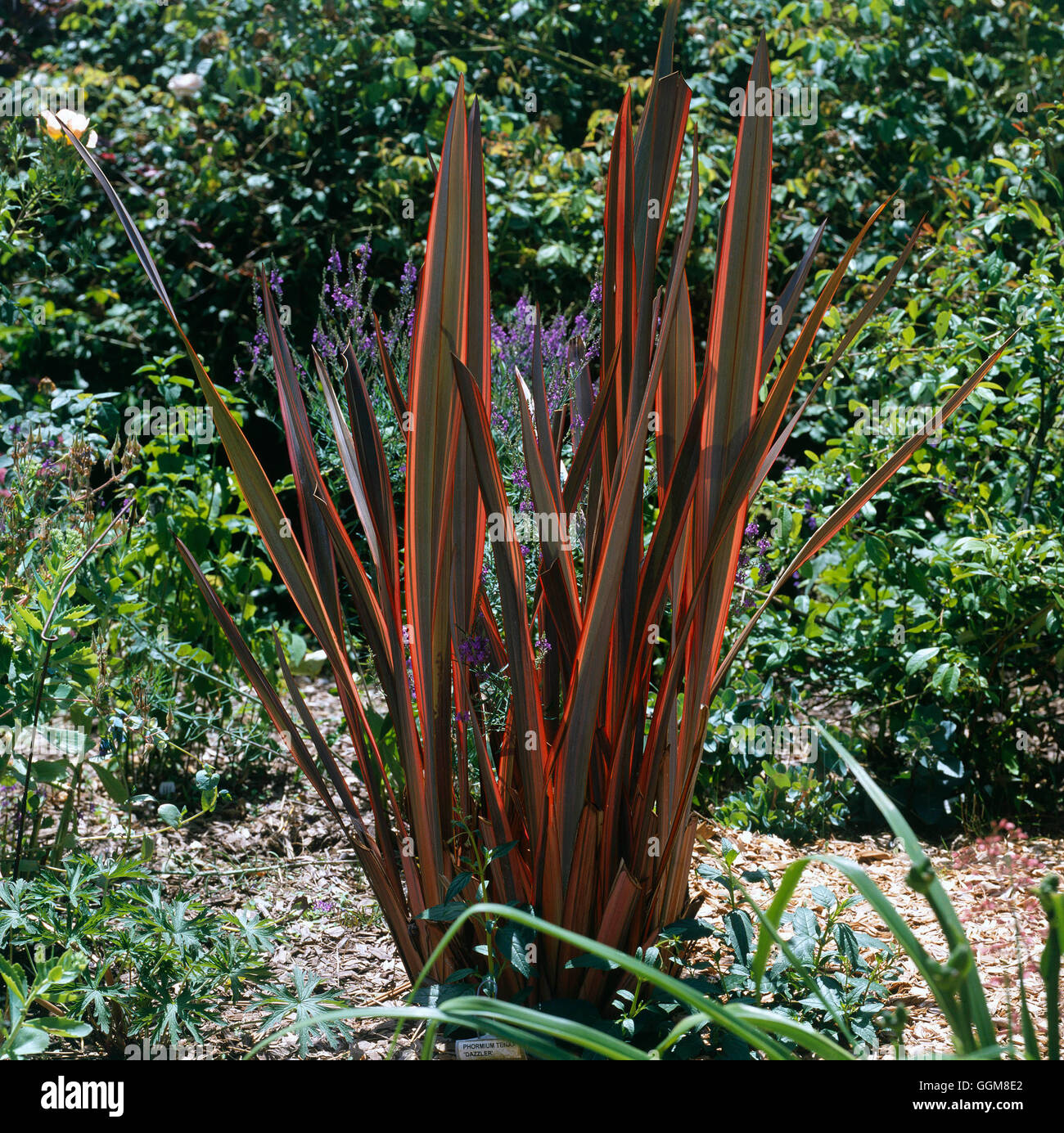 Phormium - "Dazzler" TRS099656 Stockfoto