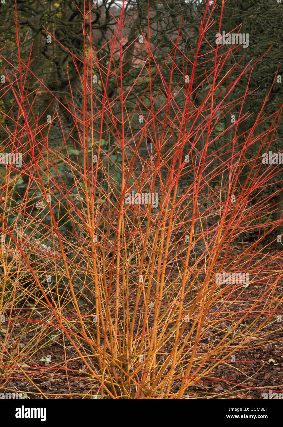 Cornus sanguineaund - 'Midwinter Fire' TRS101024 Stockfoto