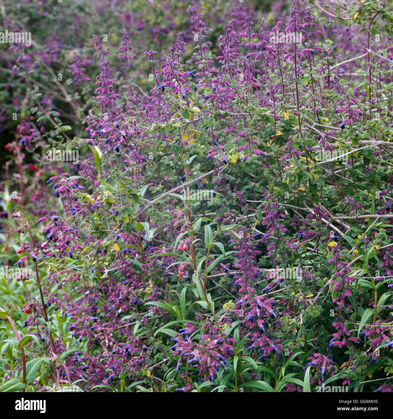 Salvia Chamaedryoides - (Syn S. Semiatrata) TRS106032 Stockfoto