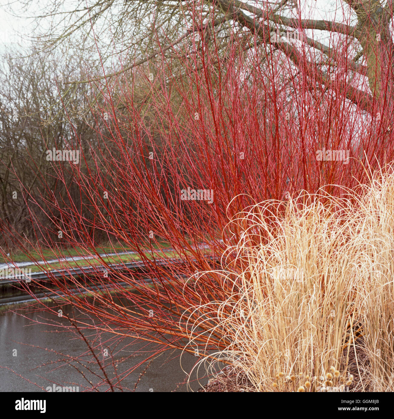Salix Alba - Subsp Vitellina 'Britzensis' AGM TRS107306 Stockfoto