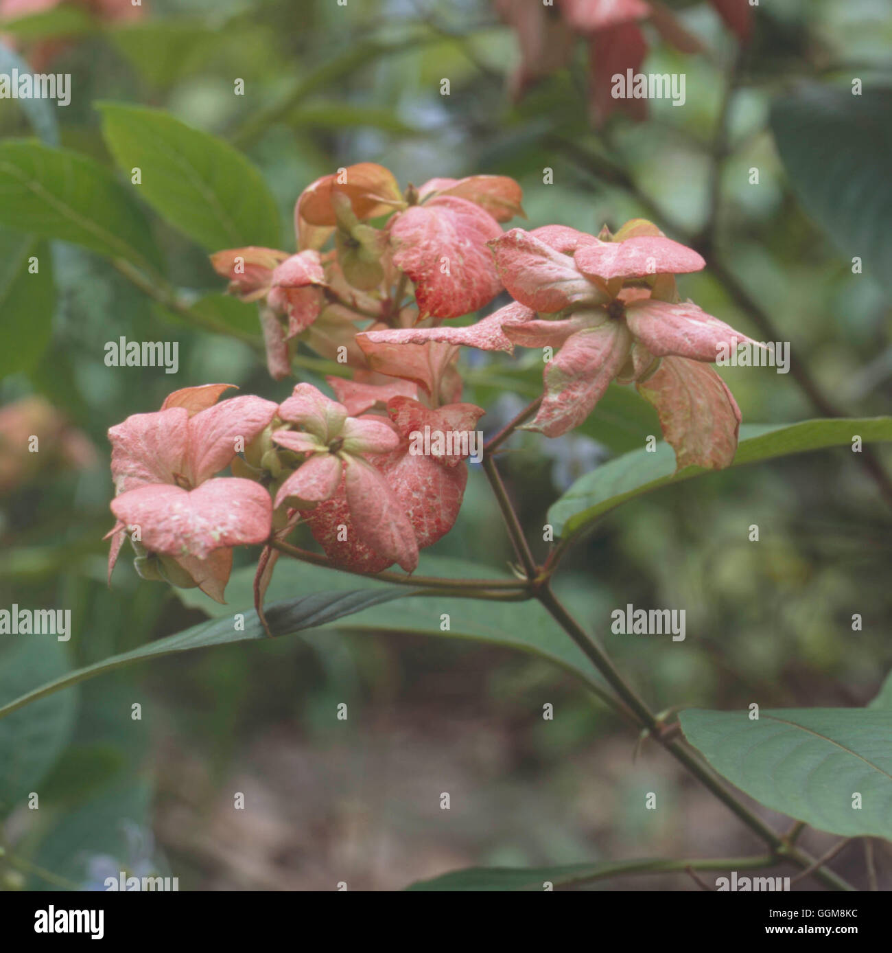 Mussaenda Erythrophylla TRS108383 Stockfoto