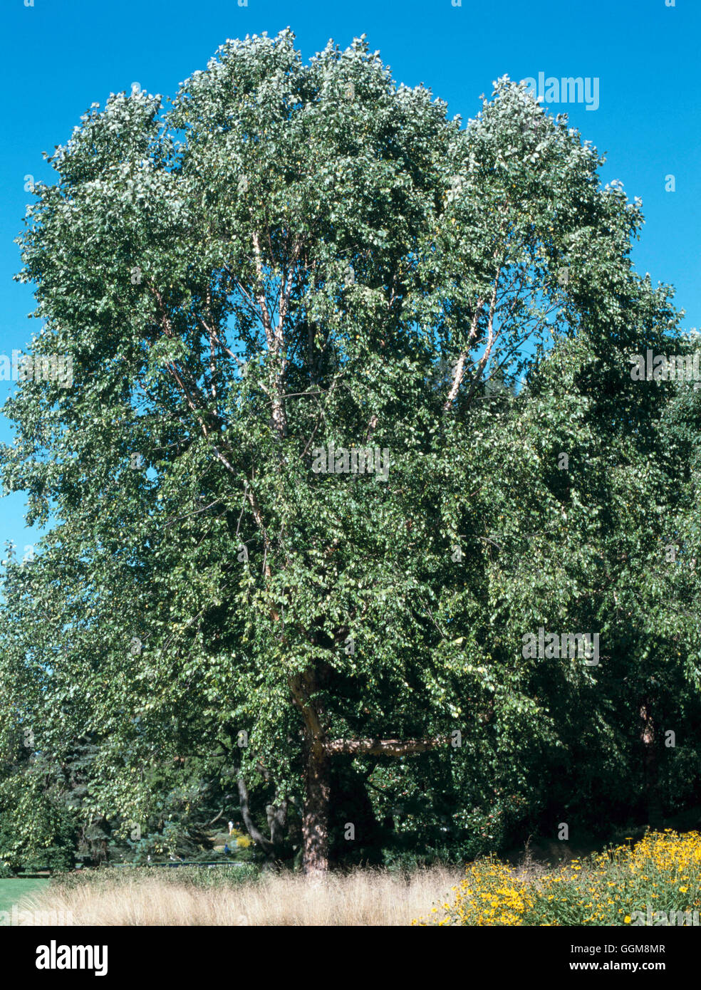 Betula Nigra - "Erbe" AGM TRS110099 Stockfoto