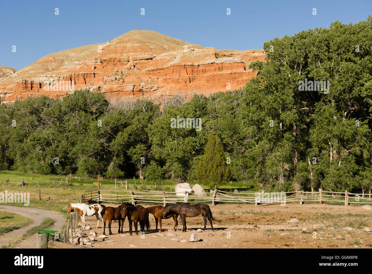 Pferde zusammengekauert an der Basis der roten Felsen buttes Stockfoto