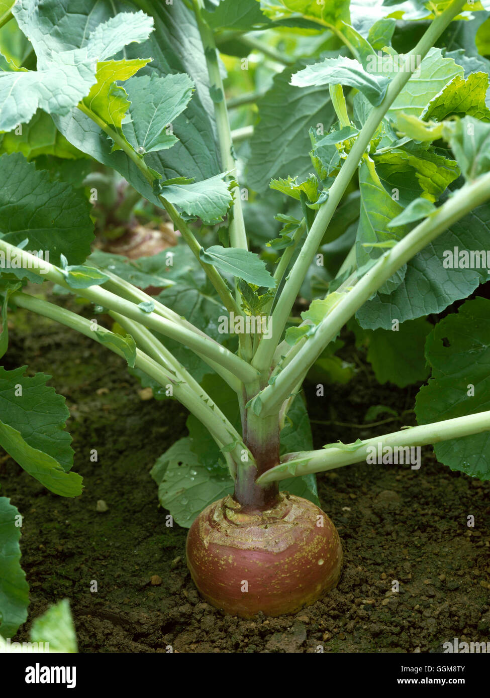 Swede - "Best of All" VEG025427 Stockfoto