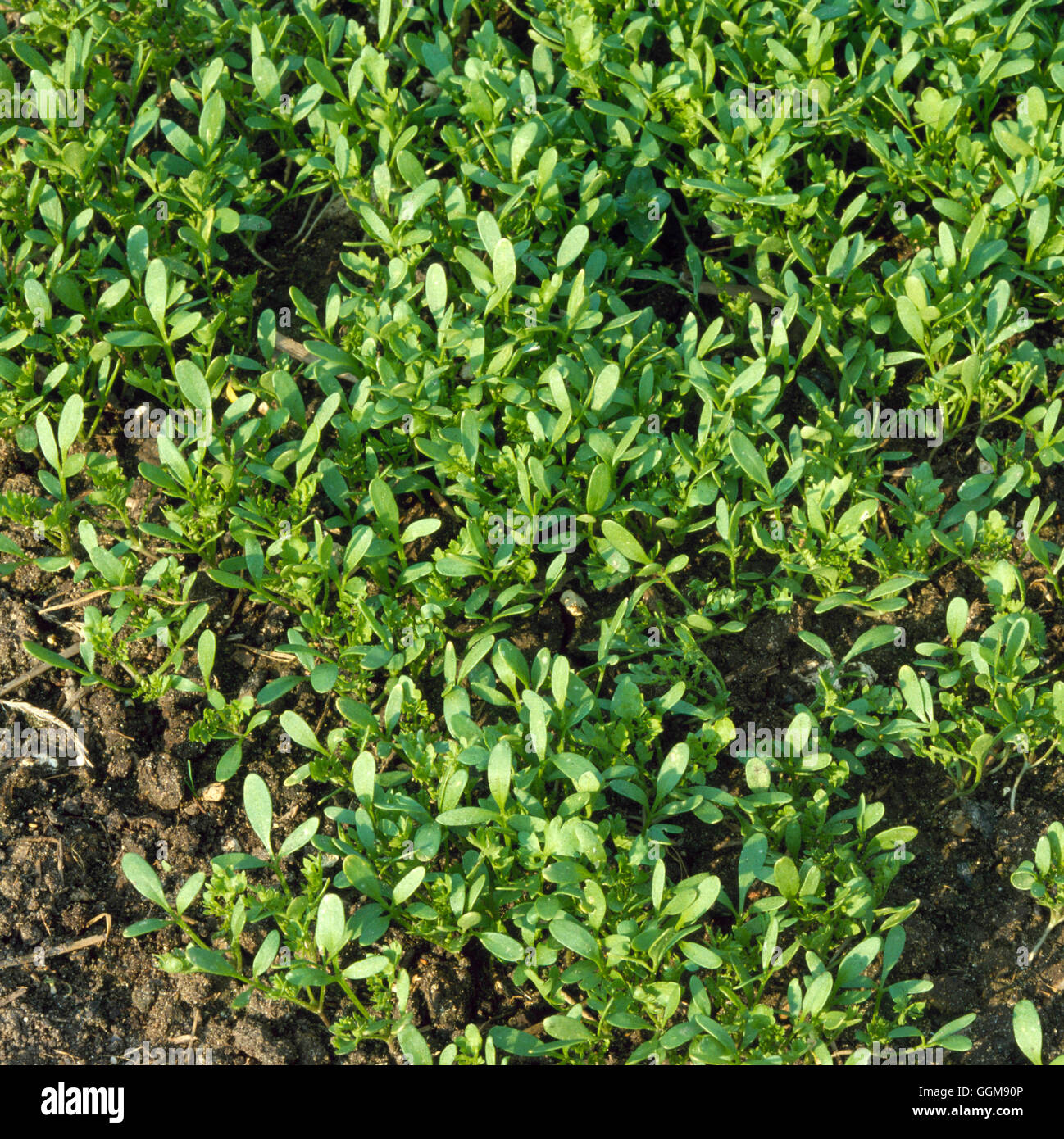 Kresse - gemeinsamen Garten - auch bekannt als Pfeffer Grass und '' Feldkresse '' (Lepidium Sativum)'' ' VEG046934 Frühst " Stockfoto