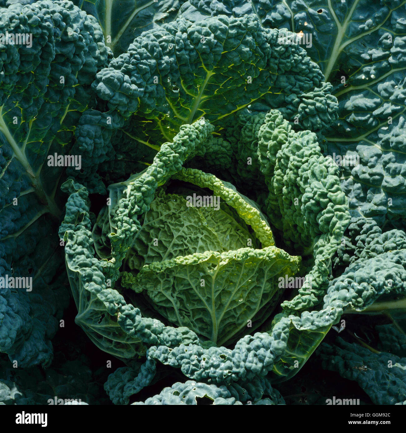 Kohl - "Best of All" (Savoyen) VEG052520 Stockfoto