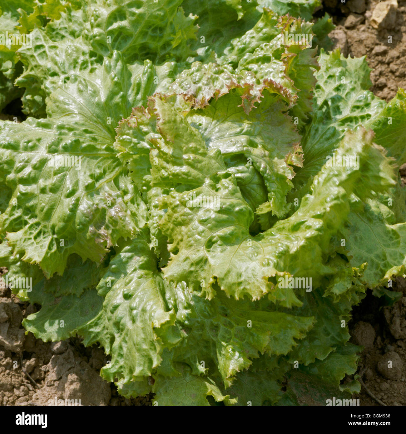 Salat - "Eisberg" (Kopf) VEG057847 Stockfoto