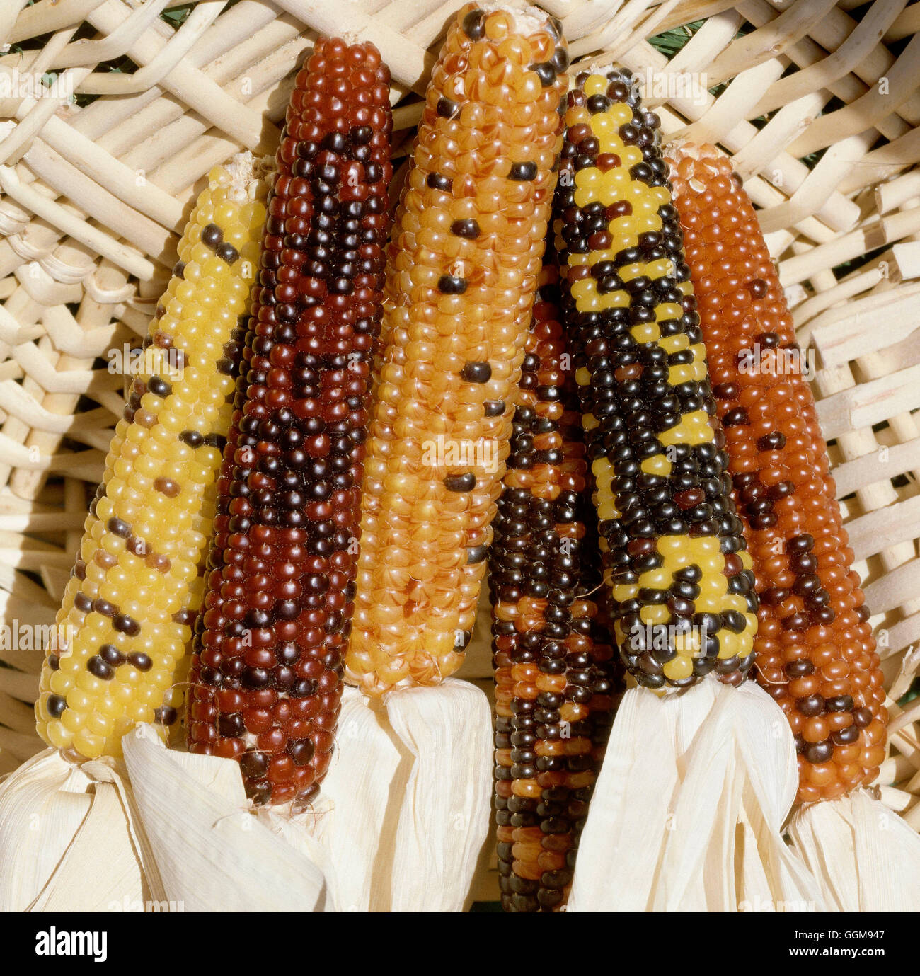 Zuckermais - "Mandan Braut" (indianische Mehl Mais) VEG062477 Stockfoto