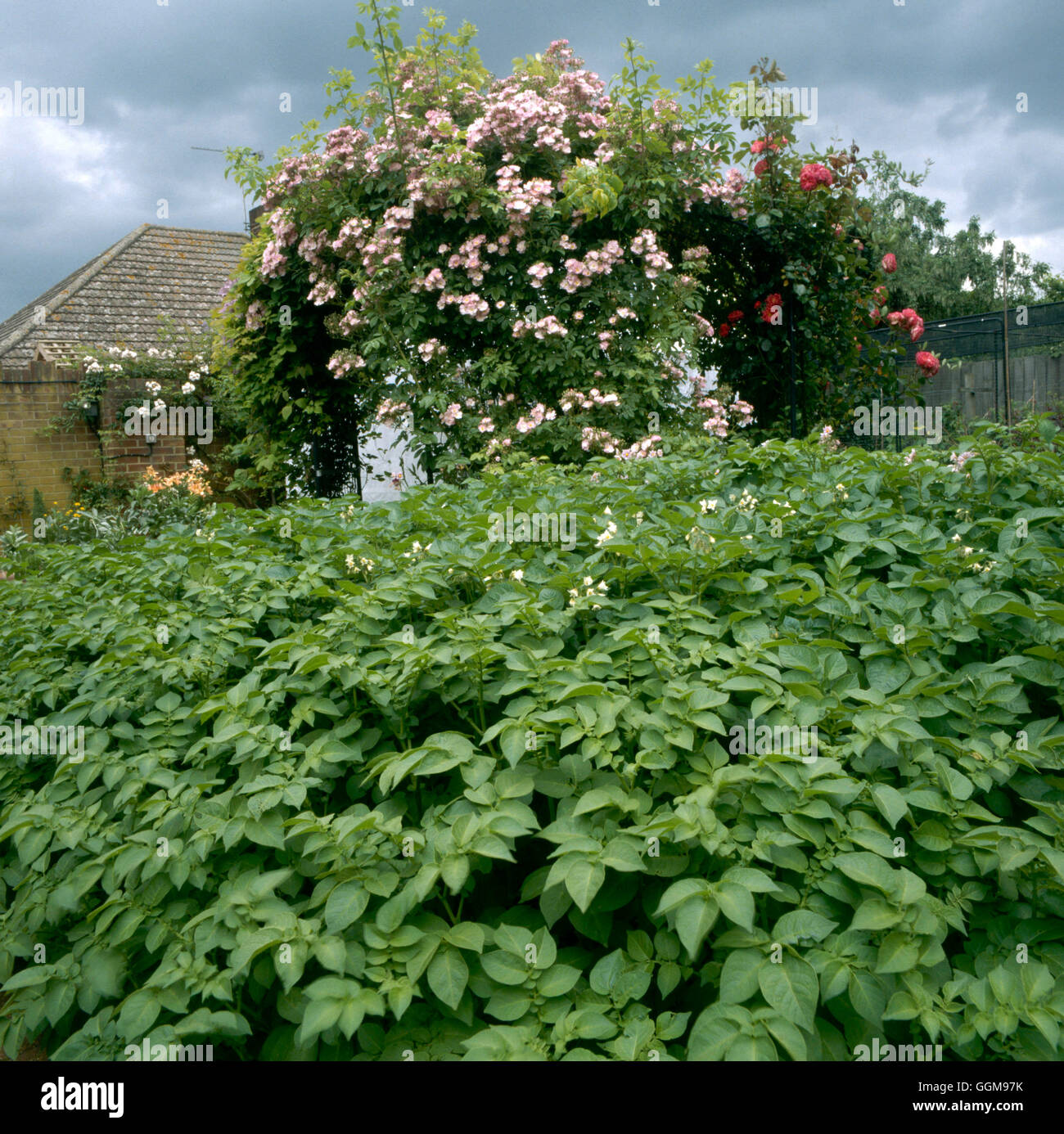 Kartoffel - "Ratte" (zweite früh) VEG077110 Stockfoto