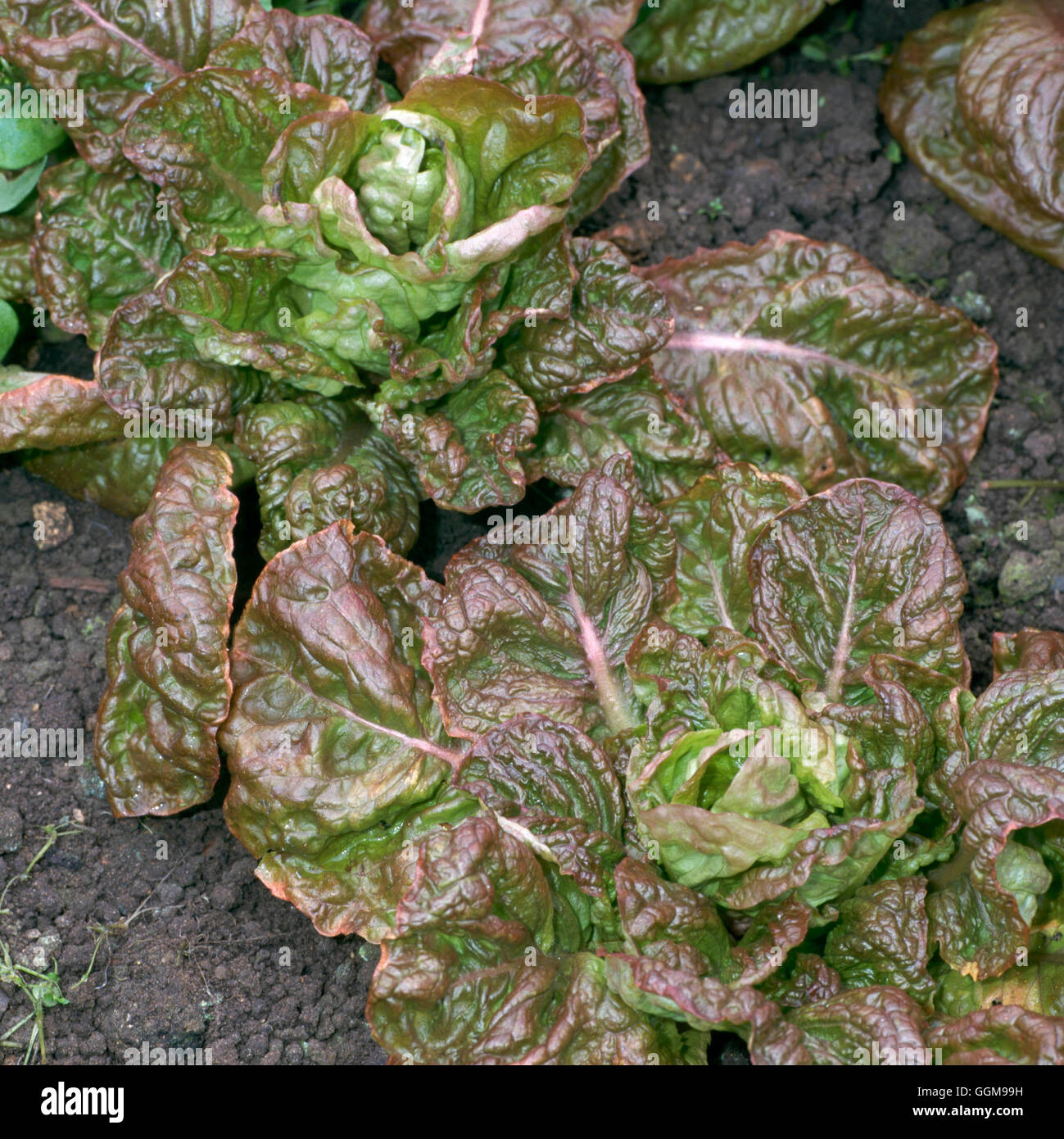 Salat - "Merveille des Quatre Saisons" (Kopf) VEG087901 Stockfoto