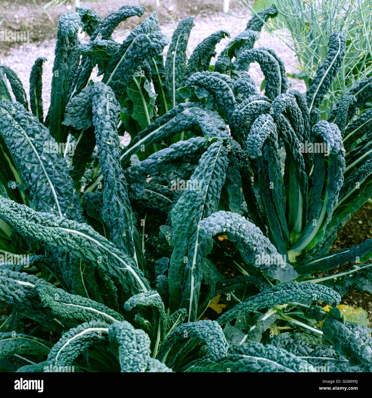 Grünkohl - 'Cavalo Nero V Laciniata di Toscana' VEG088048 Stockfoto