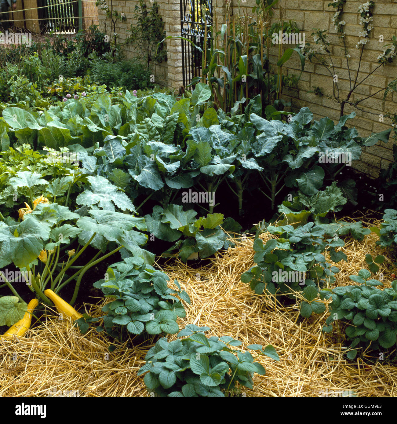 Gemüse- und Obstgarten - mit Erdbeeren Zucchini Mais Kohlgewächse und Ventilator ausgebildet Apfelbaum VFR0193 Stockfoto