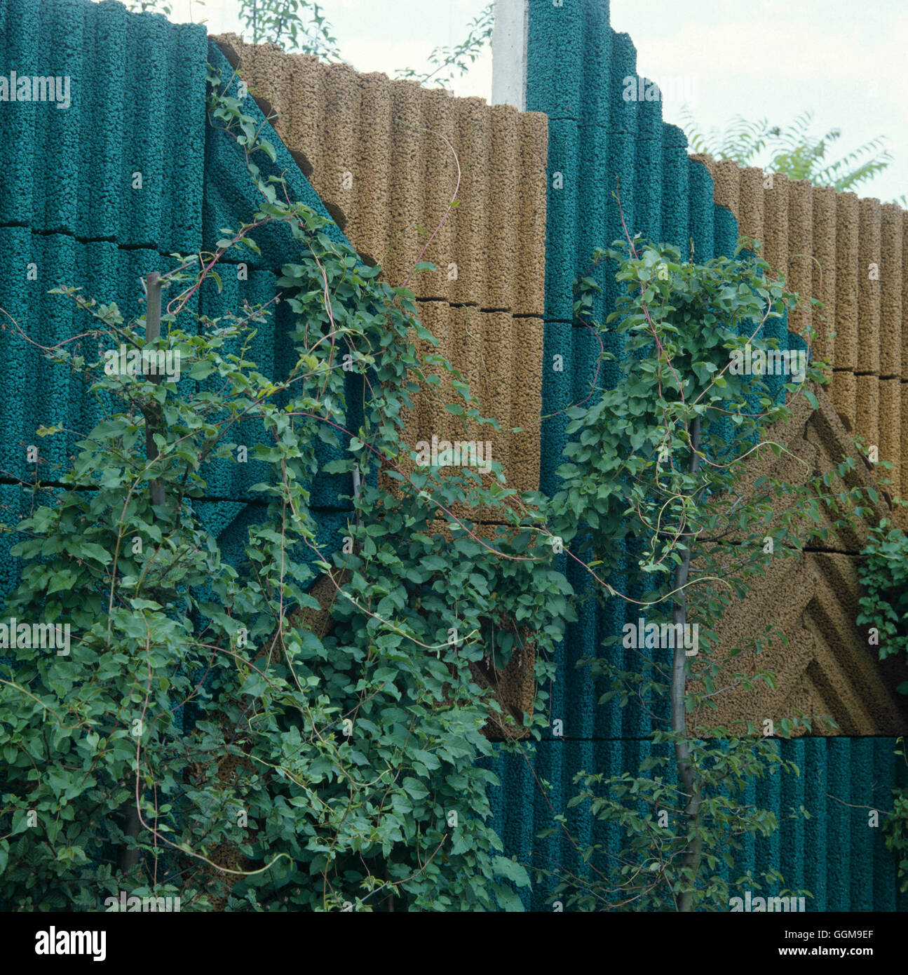 Wand - mit Fallopia Baldschuanica (Fotograf: MJK) WAL052259 Stockfoto