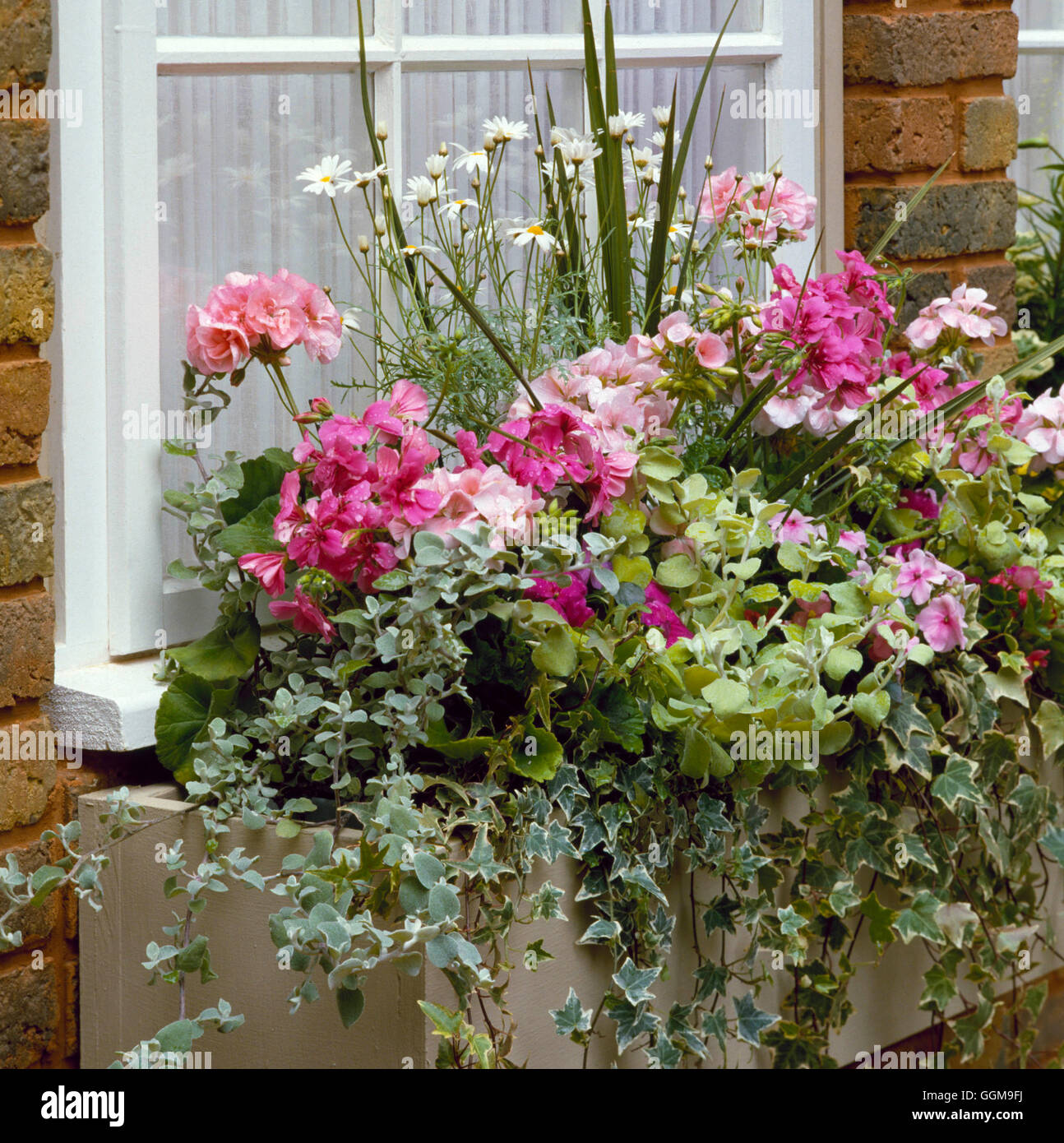 Blumenkasten - bepflanzt mit Cordyline Argyranthemum Pelargonium Helichrysum Hedera Efeu WBX006053 obligatorische Cred Stockfoto