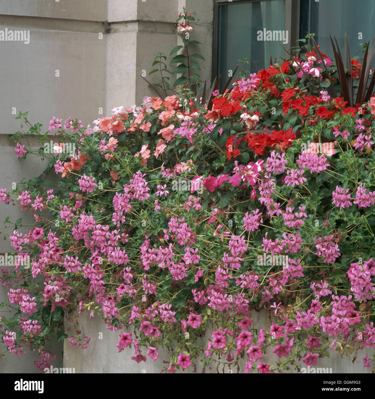 Blumenkasten - mit duftender Impatiens Pelargonien Fuchsien und Petunien.   WBX106281 Fotos Stockfoto