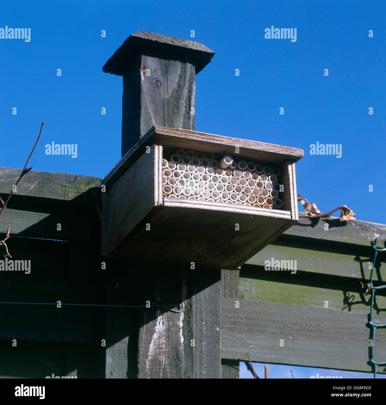 Tierwelt - Box "zu Hause" für überwinternde Nützlinge wie Florfliegen und Marienkäfer erstellen. (HDRA - Bio)   Ref: PH Stockfoto