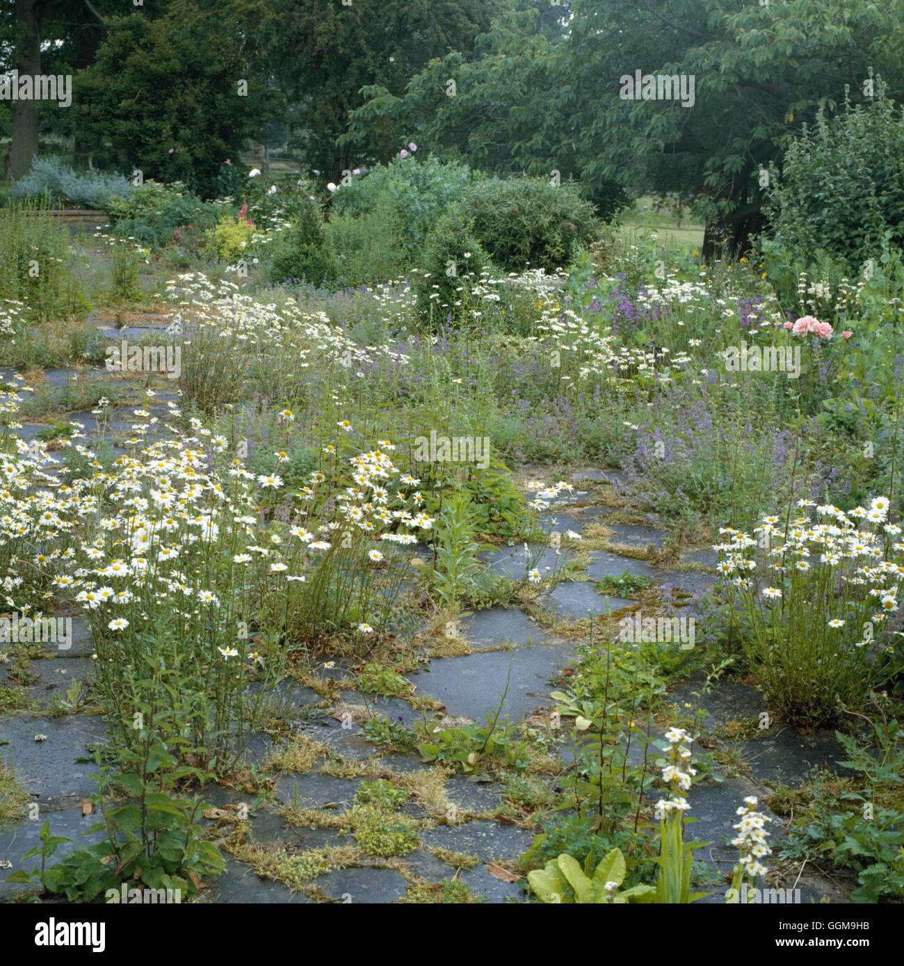 Wilde Blume Garten WFL051169 Stockfoto