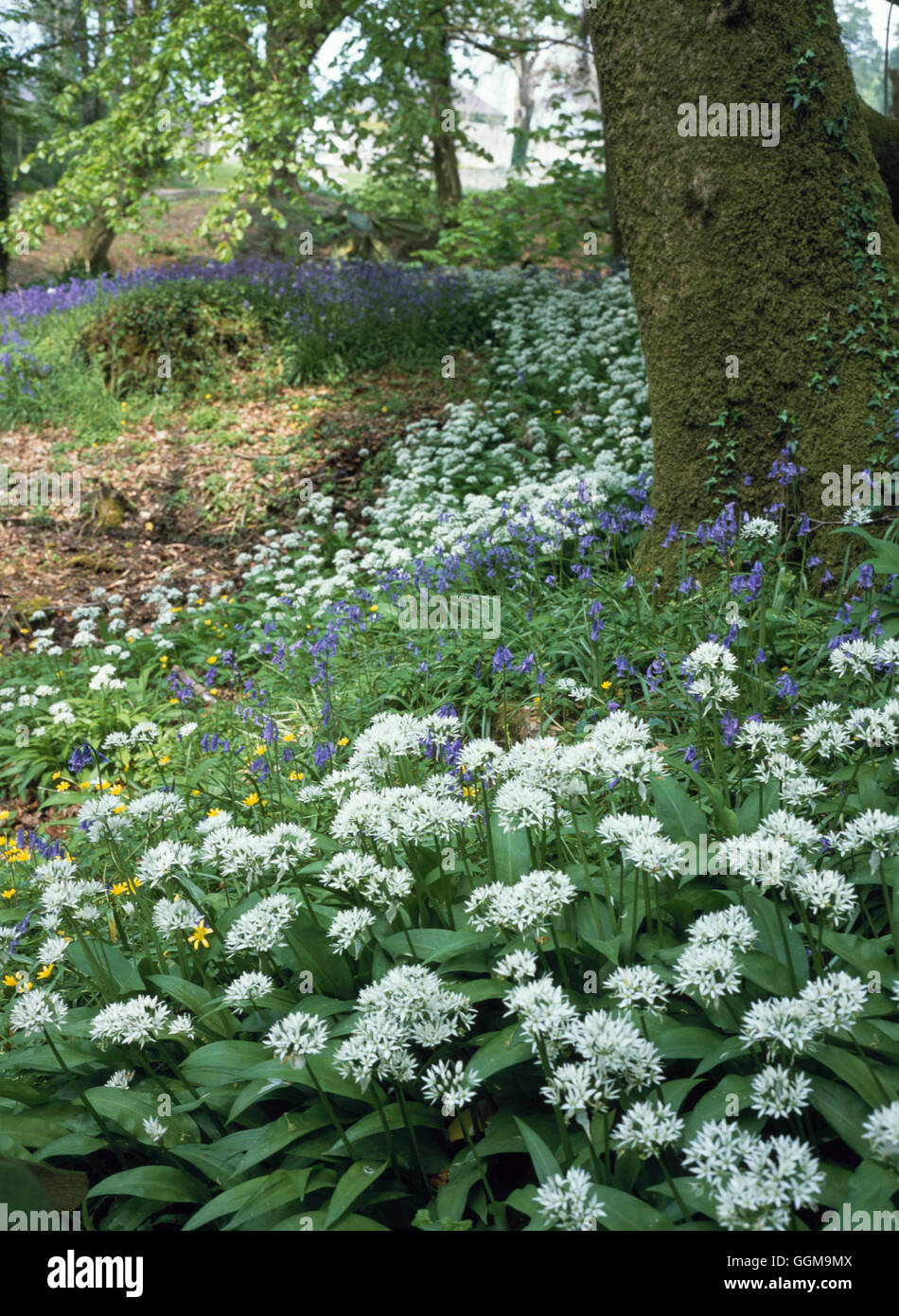 Wald-Garten - mit Ransons (Allium Ursinum)- und Glockenblumen (Hyacinthoides non-Scripta) WOG101220 obligatorische Cr Stockfoto