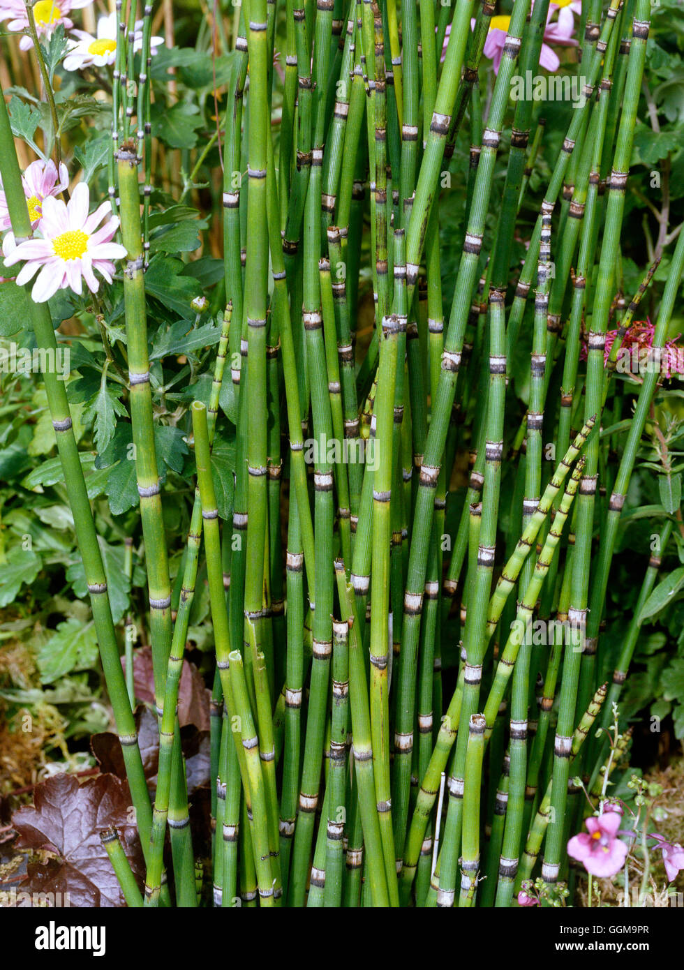 Equisetum Hyemale - niederländische Rush WPL065242 Stockfoto