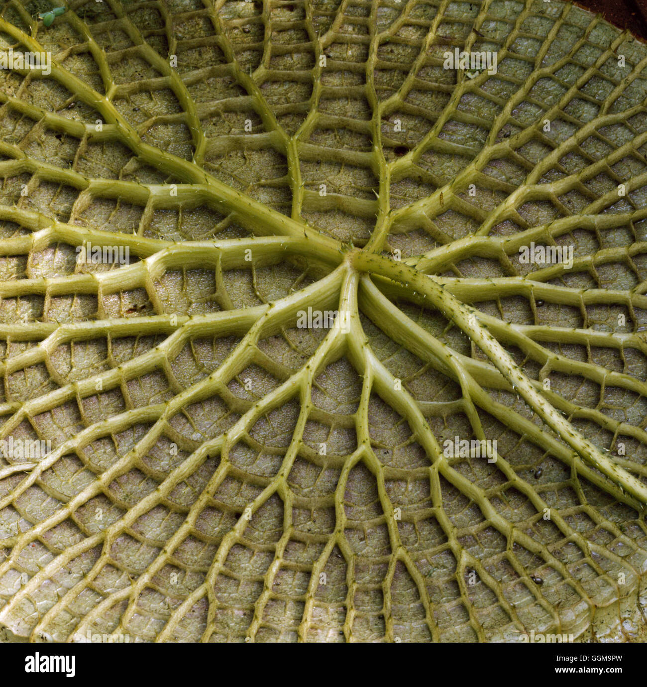 Victoria Amazonica - zeigt die Unterseite des "Pad" WPL070364 Stockfoto