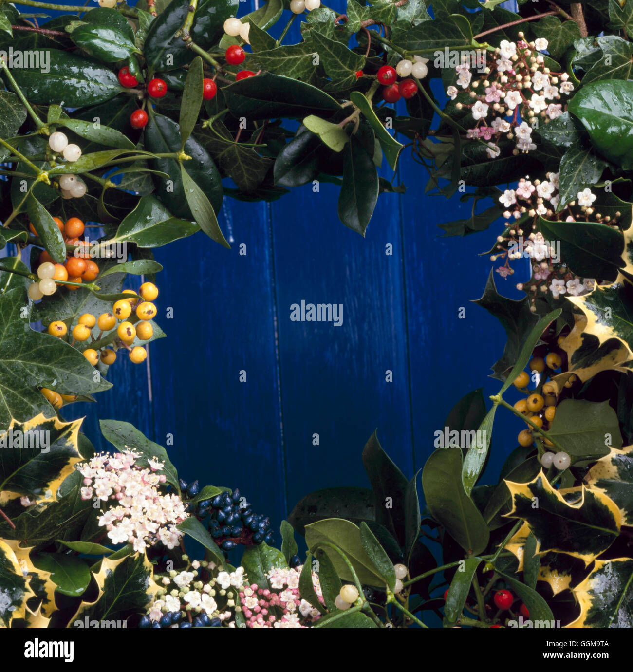 Weihnachts-Szene - mit Hollies Ivy Viburnum und Mistel.   XMS087612 Stockfoto