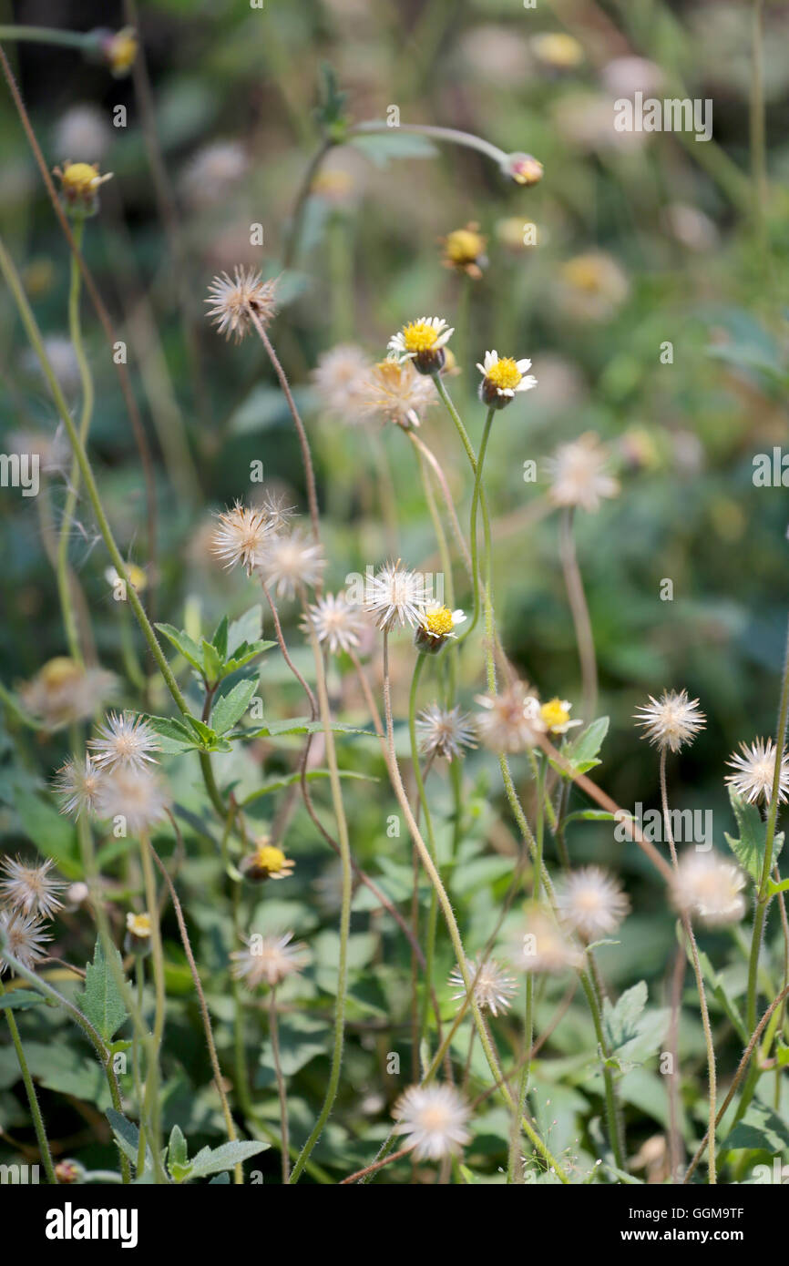 Tropen Rasen Blume auf der Wiese auf soft-Fokus der abstrakten Natur Hintergrund. Stockfoto
