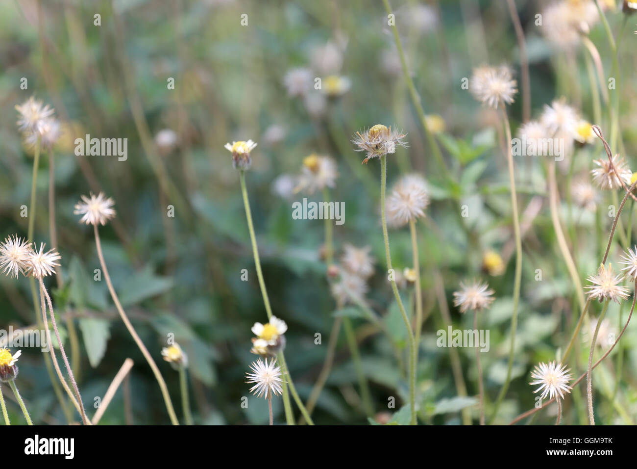 Tropen Rasen Blume auf der Wiese auf soft-Fokus der abstrakten Natur Hintergrund. Stockfoto