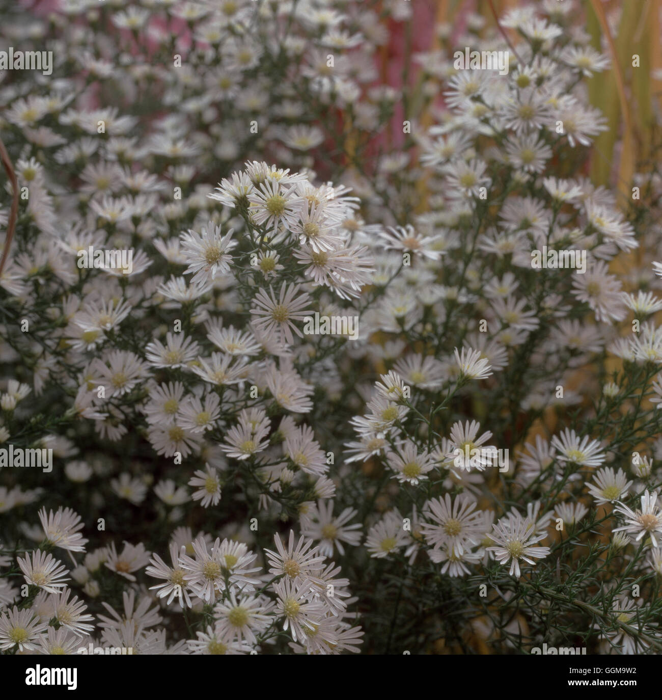 Aster Pilosus Pringlei 'Monte Cassino' Datum: 08.05.2008 Ref: UMW 117692 0005 Fotos Gartenbau/Photosho Stockfoto