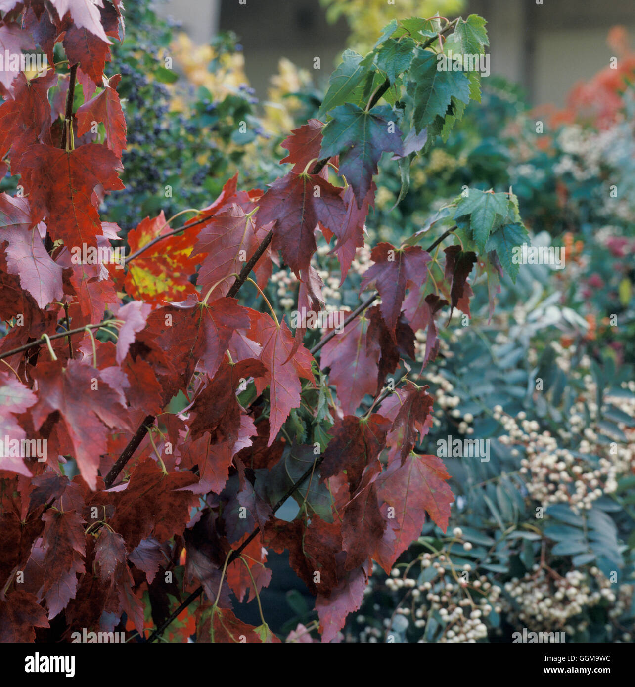 Acer Rubrum 'Schlesingeri' Ref: UMW_117860_0006 © Fotos Gartenbau/Photoshot Stockfoto