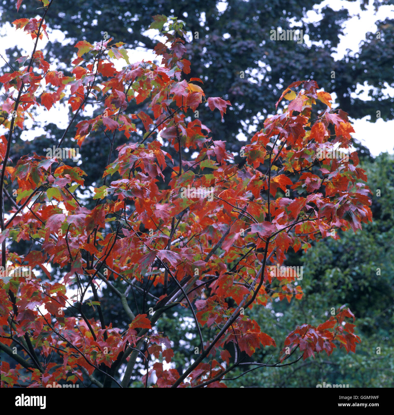 Acer Rubrum 'Schlesingeri' Ref: UMW 117860 0009 © Fotos Gartenbau/Photoshot Stockfoto