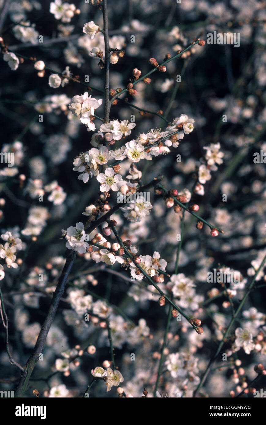 Prunus Mume 'Omoi-keine-Mama' Ref: UMW 118361 0001 Stockfoto