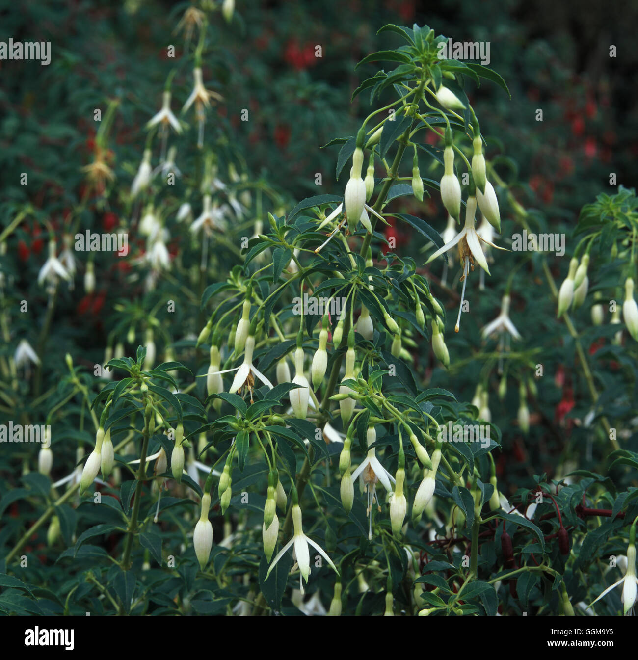 Fuchsia "Hawkshead" Datum: 14.10.2008 Ref: TRS109471 Stockfoto