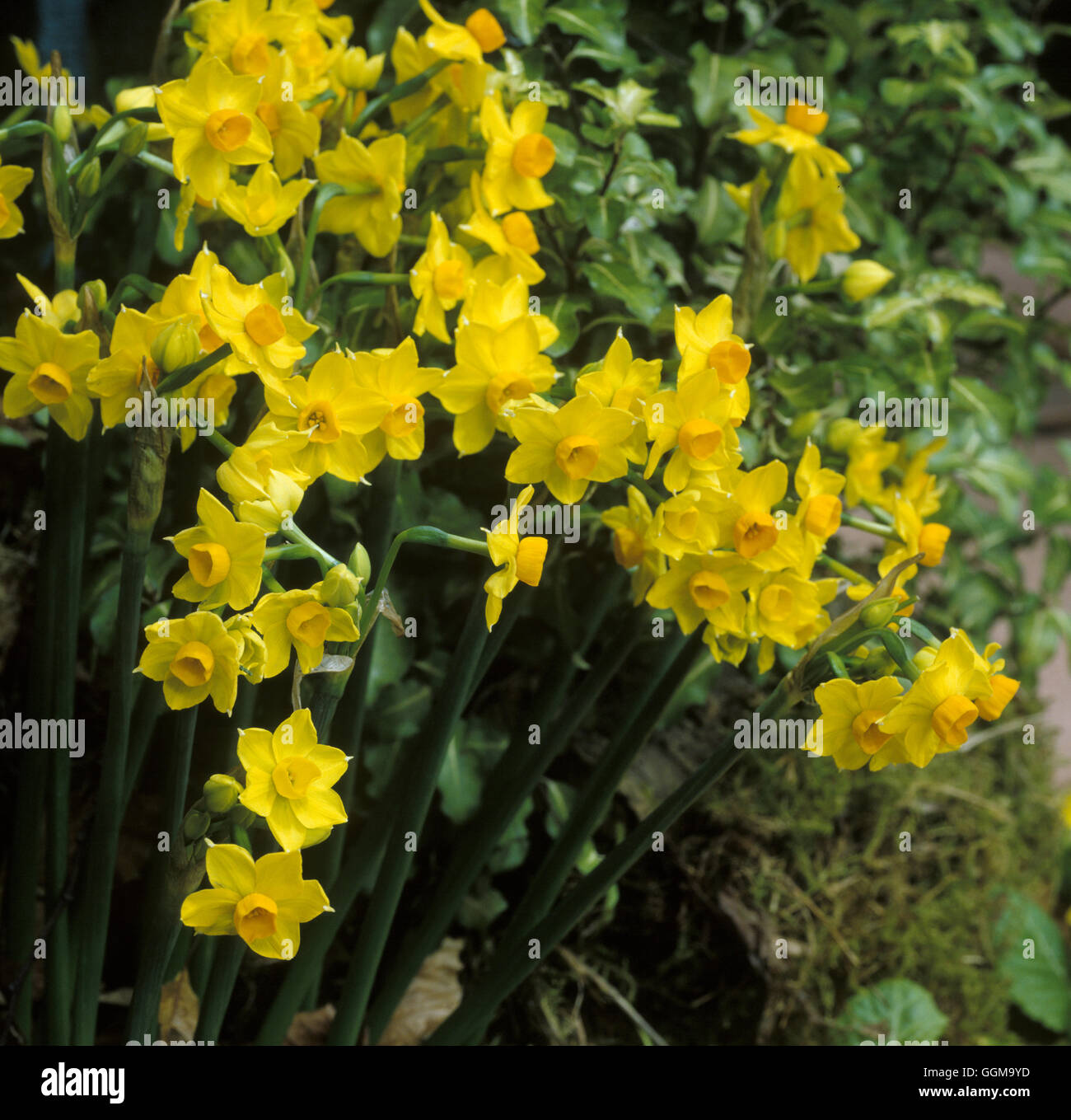 Narcissus 'Grand Soleil d 'or"Datum: 22.10.2008 Ref: UMW 122666 0004 Stockfoto