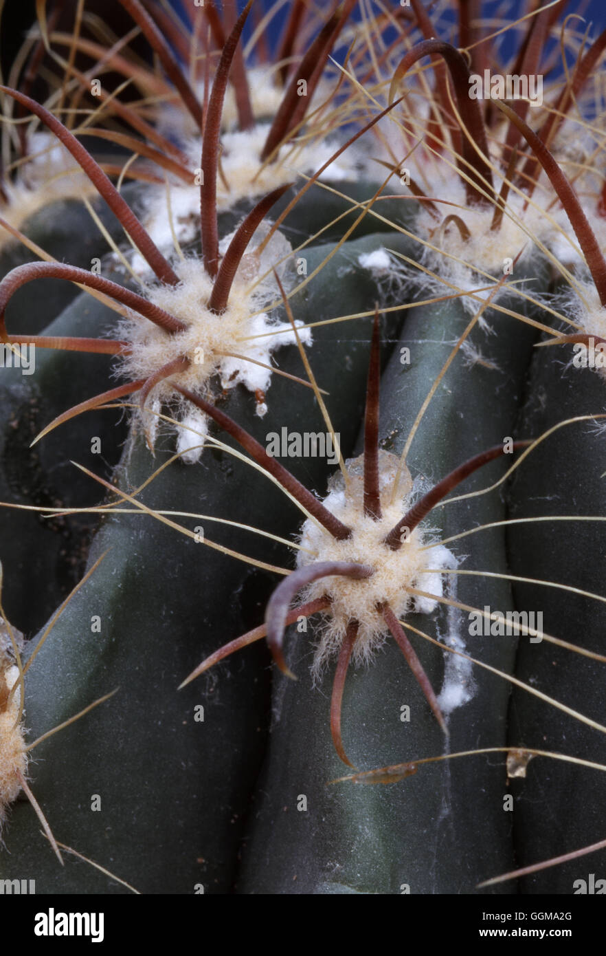 Mealy Bug auf Kaktus Stockfoto