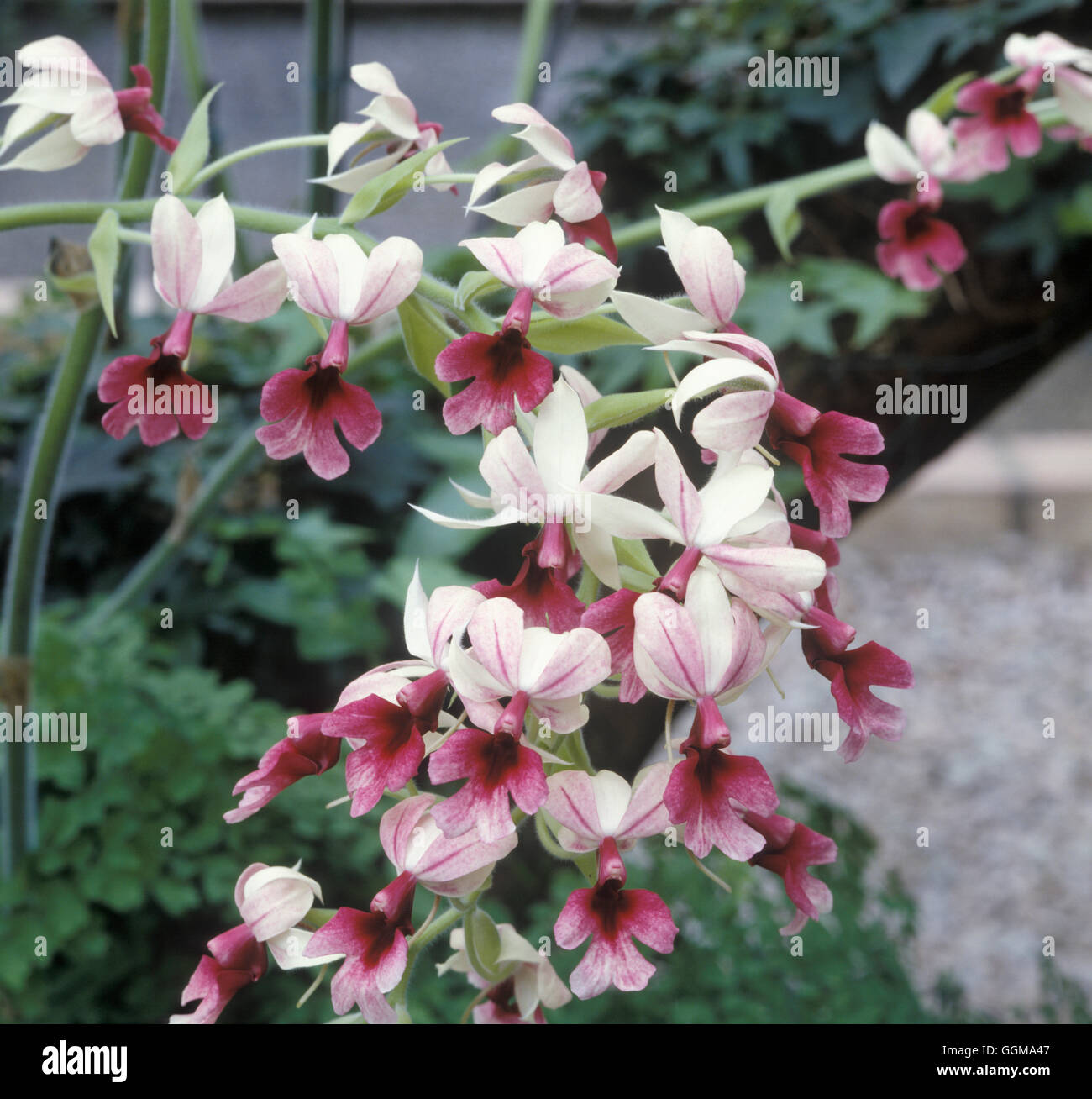 Calanthe c.v. wächst in der Eric Young Foundation, Jersey Stockfoto