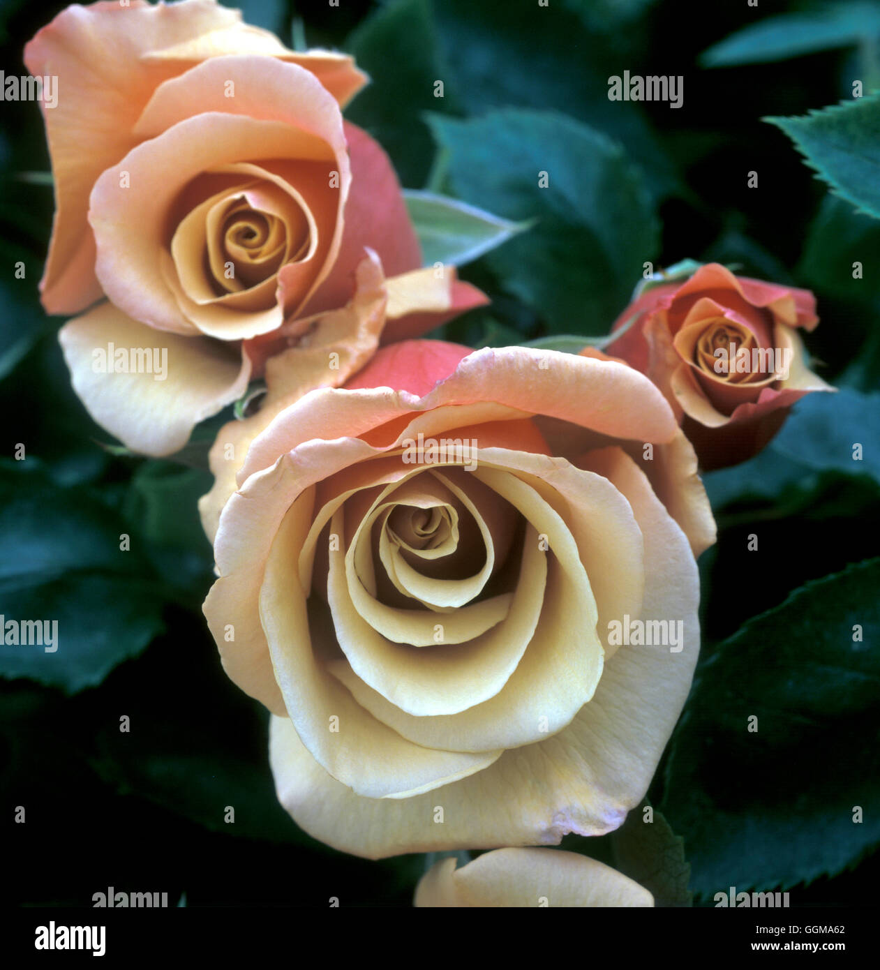 Rosa 'Belle Epoque' (Teehybride) Stockfoto