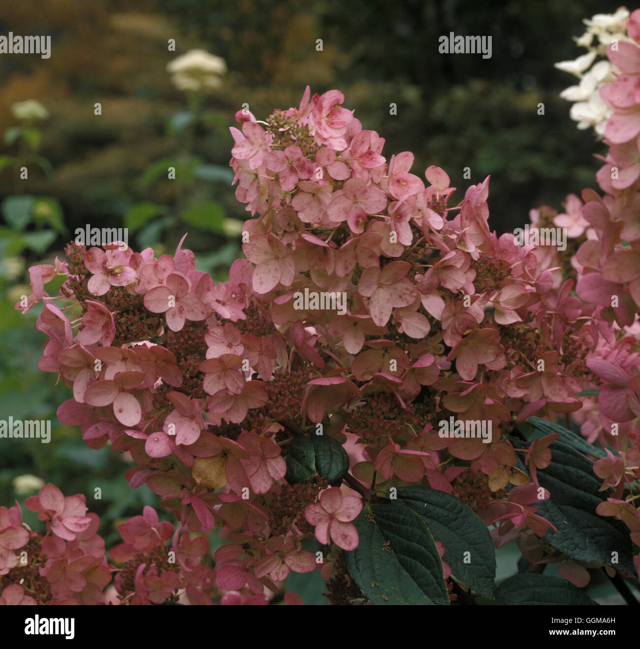 Hydrangea Paniculata 'Pink Diamond' Stockfoto