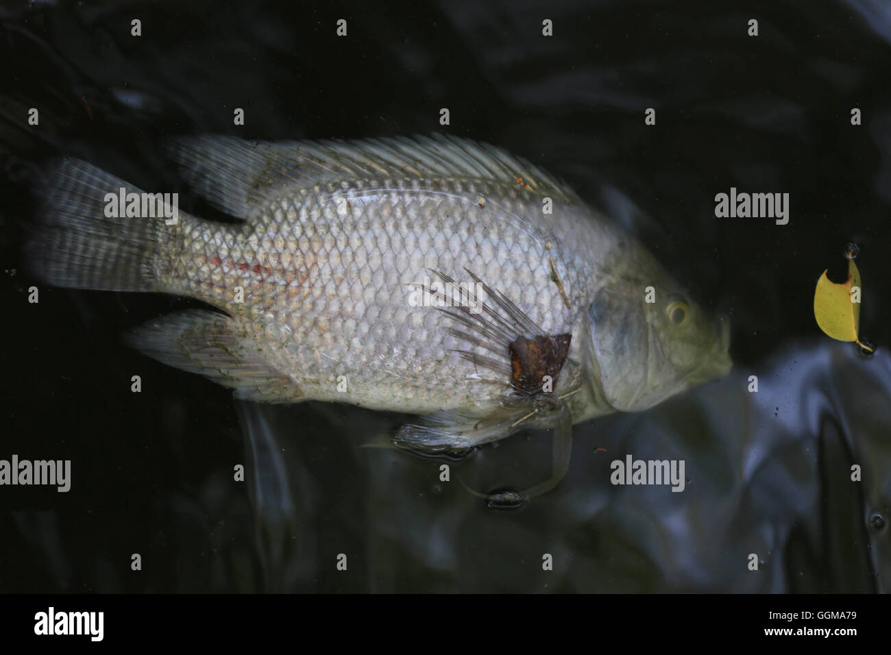 Fische gestorben, weil Abwasser aus der Fabrik. Stockfoto