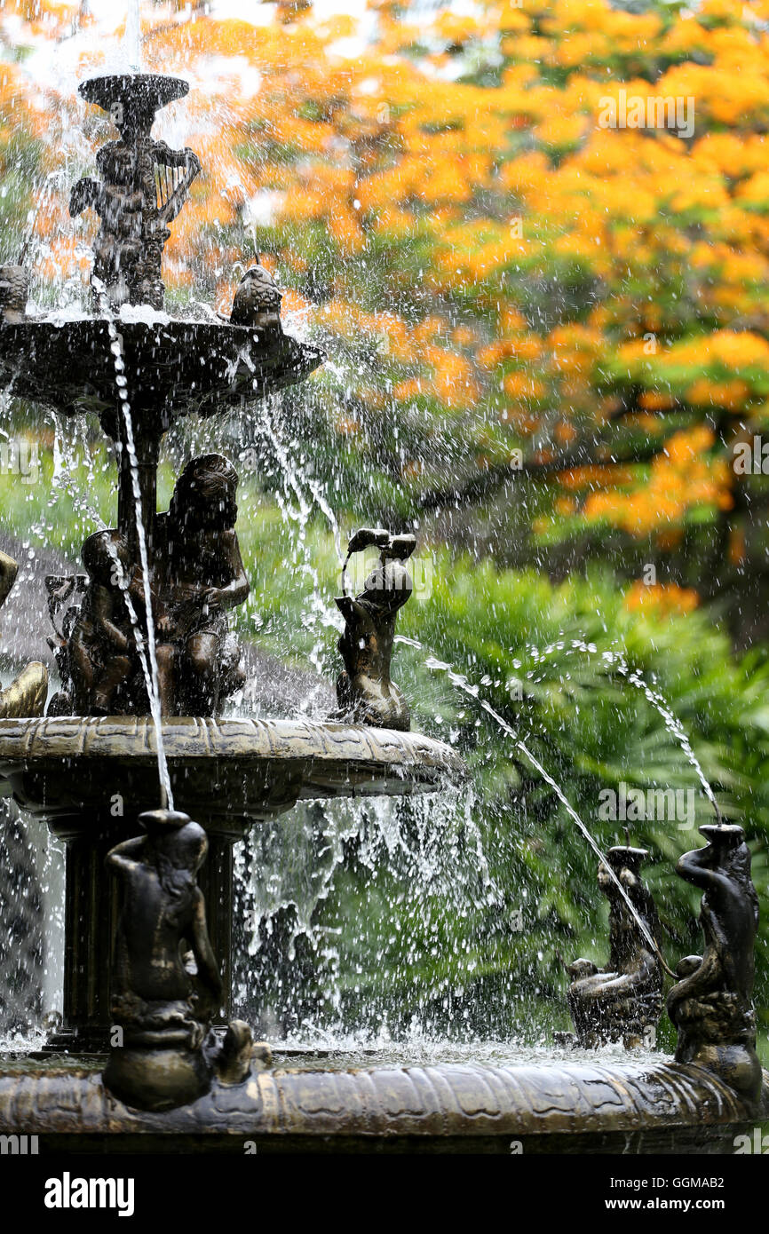 Der Brunnen im Garten und haben Pfau Blumen blüht der Natur Hintergrund. Stockfoto