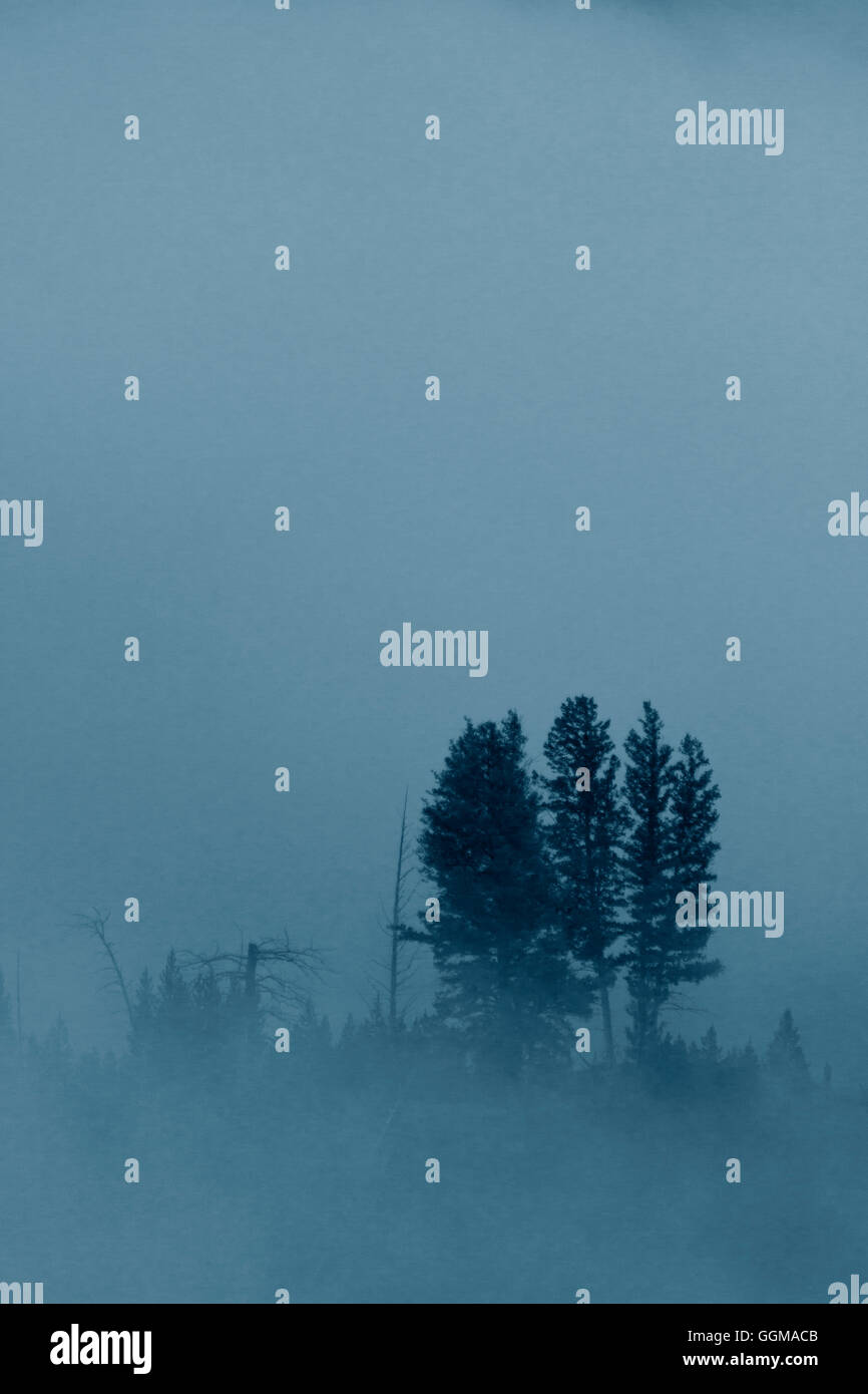 Immergrüne Bäume, eingehüllt in Nebel und Nebel am Yellowstone River in Amerikas erster Nationalpark. Stockfoto