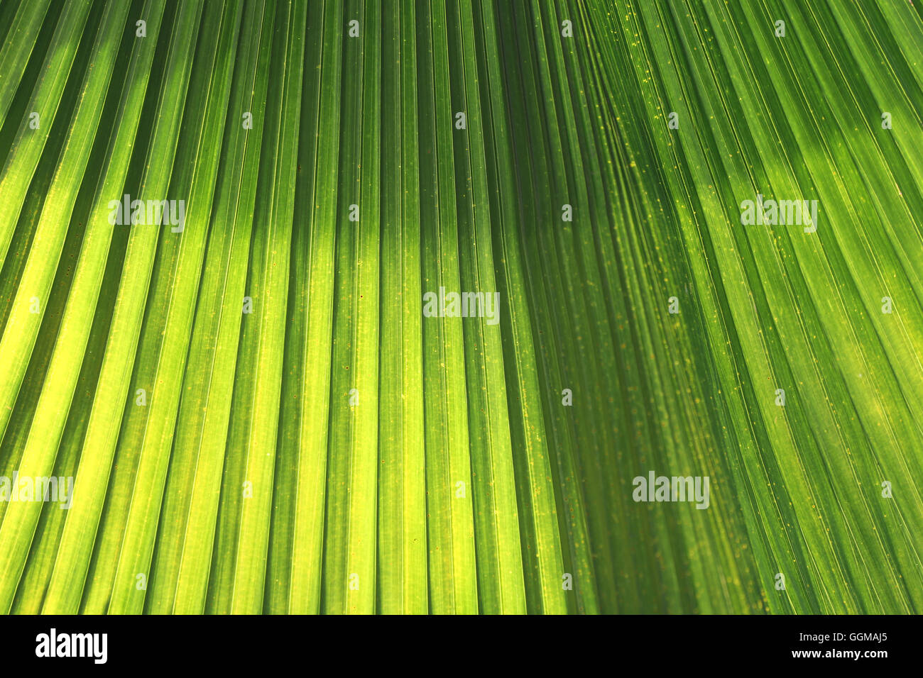 Grünes Blatt mit strahlendem Sonnenschein am Morgen, das Design-Konzept für den Hintergrund natürlich. Stockfoto